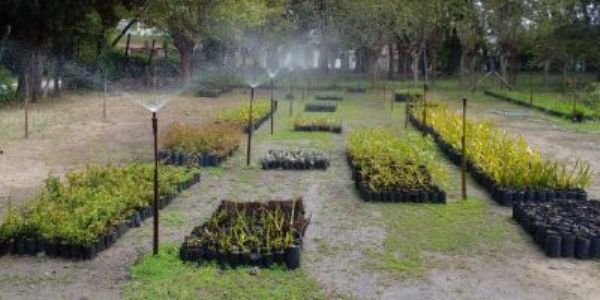 Exposición: Árboles y Plantas Nativas con Uso Terapéutico