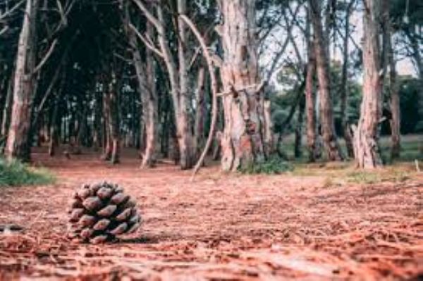 EXPERIENCIA BOSQUE: Edición Otoño