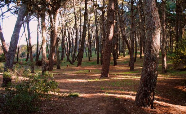 Sunset Bosque en San Clemente