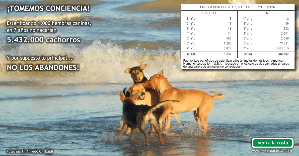 Castraciones solidarias y a bajo costo de perros y gatos