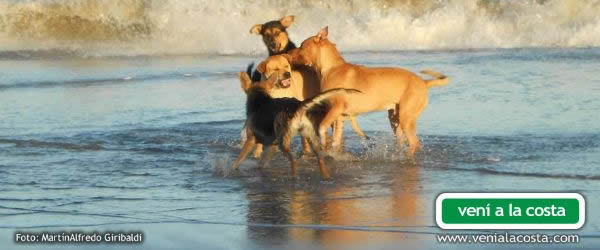 Vacunación antirrábica gratuita en las veterinarias del Partido de La Costa