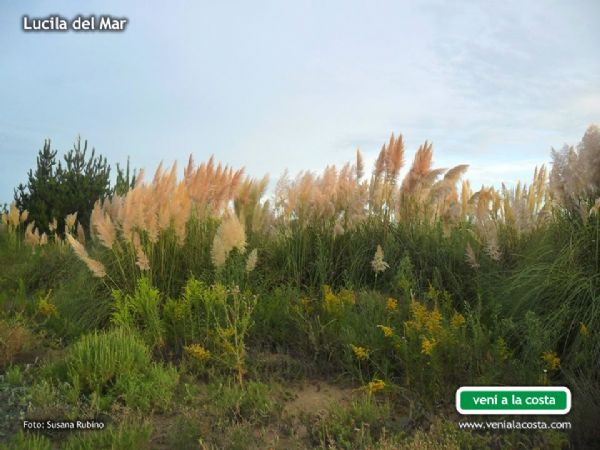 Cortaderas en Lucila del Mar