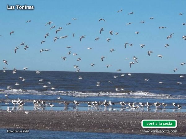 Gaviotas en Playa de Las Toninas