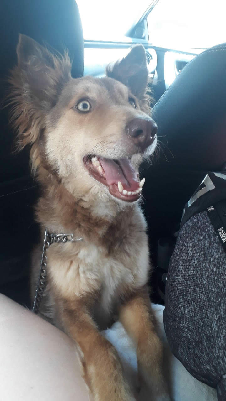 Perra perdida en MDA