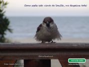 Ver la foto como postal